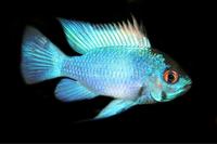 picture of Electric Blue Ram Cichlid Reg                                                                        Microgeophagus ramirezi 'Electric Blue'